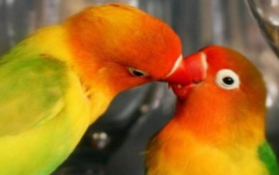 愛情鸚鵡品種