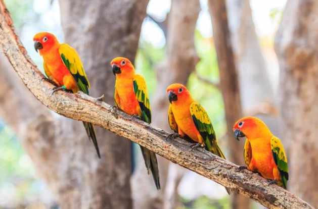 寵物鳥健康照顧