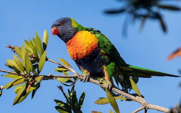 鸚鵡一直叫怎麼辦