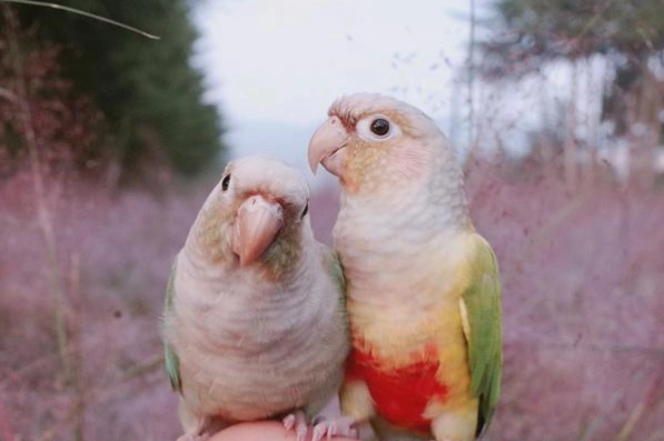 鸚鵡發情期行為