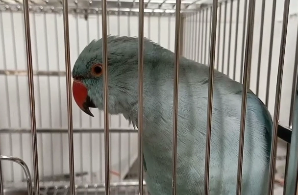 鸚鵡叫不停原因