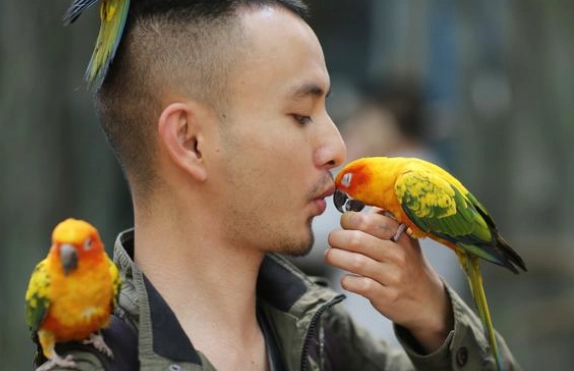 小太陽鸚鵡行為問題