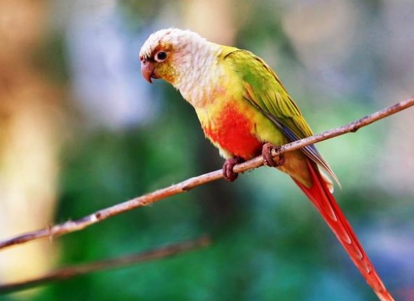 珍珠小太陽鸚鵡 飼養