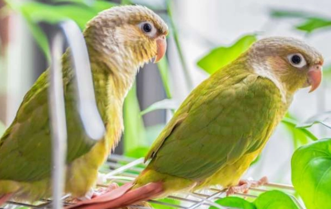 鸚鵡發情期行為