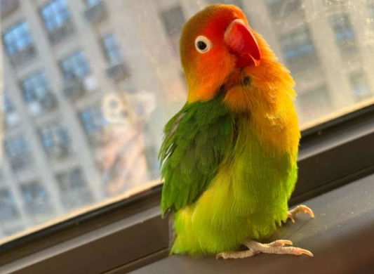 牡丹鸚鵡叫聲意思