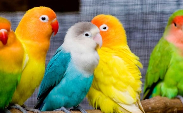 愛情鸚鵡品種