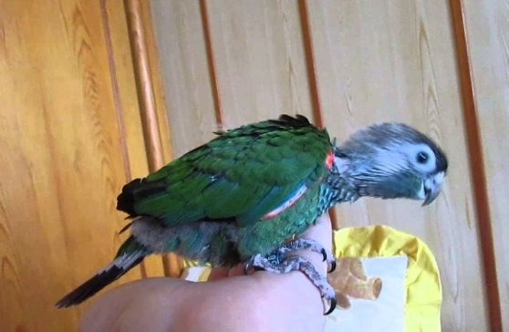 珍珠小太陽鸚鵡 價格