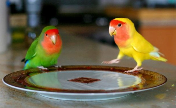 愛情鸚鵡健康照顧