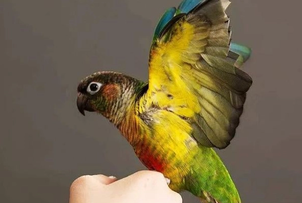 小太陽鸚鵡攻擊