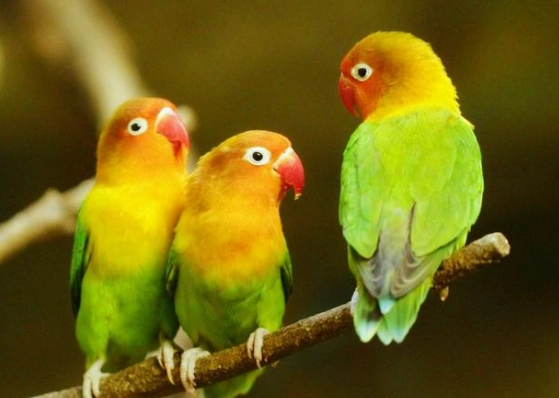 愛情鸚鵡健康照顧