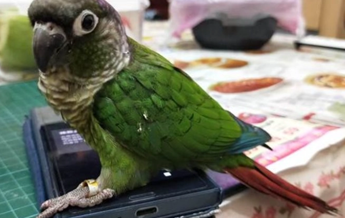 寵物鳥健康照顧