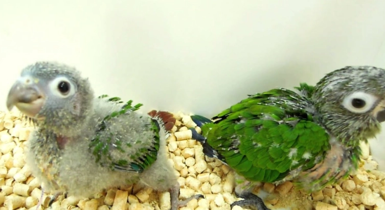 綠頰小太陽飼養方法