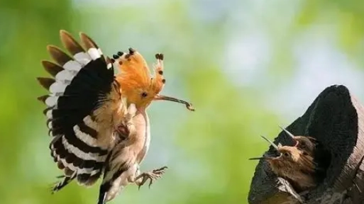 鳥會冷死嗎？深入解析鳥類禦寒機制與冬季餵食關鍵
