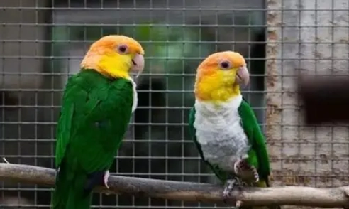 凱克鸚鵡飼養溫度