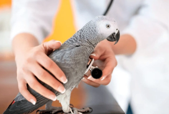 鸚鵡健檢價格