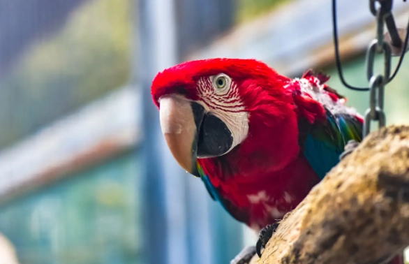 鸚鵡 睡眠 環境