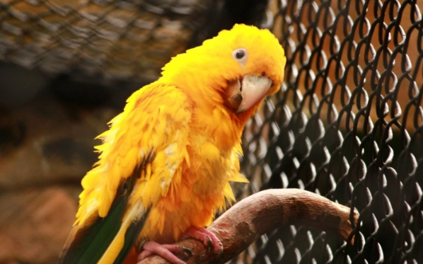 香港 觀鳥 景點