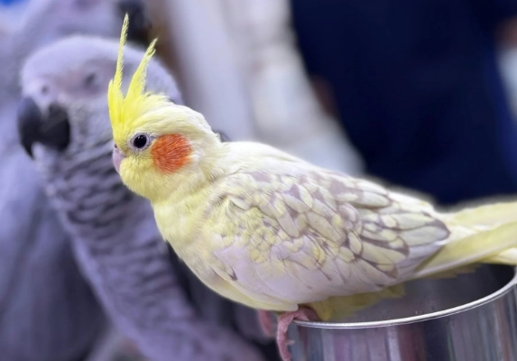 灰鸚鵡奶粉怎麼泡