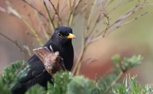 冬天餵鳥注意事項