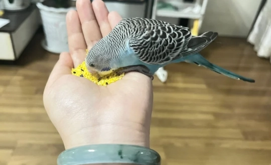 幼鳥餵食時間表