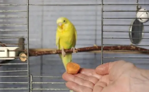鸚鵡怕人怎麼辦