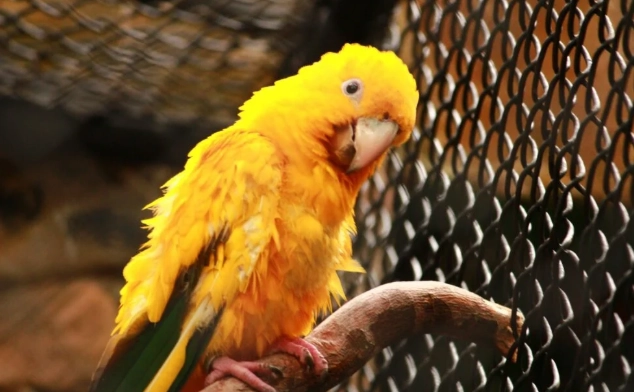 鸚鵡 睡眠 環境