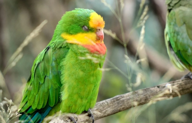 鸚鵡 睡眠 環境