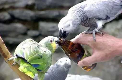 幼鳥餵食時間表