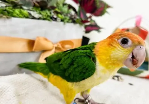 寵物鳥健康檢查