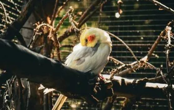 幼鳥餵食時間表