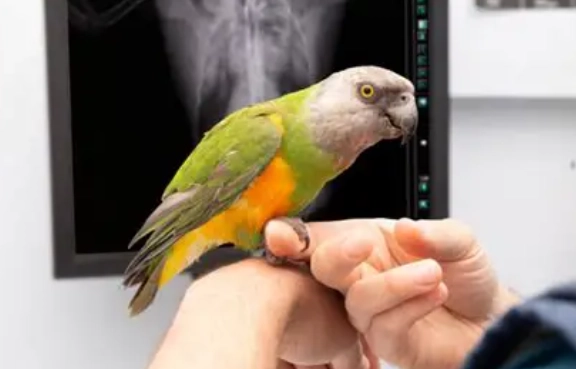 鸚鵡健檢價格