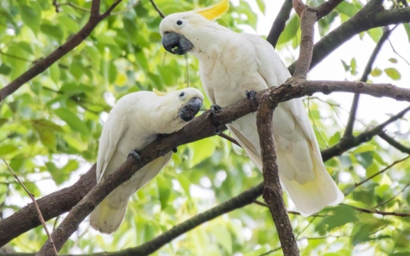 香港 觀鳥 景點