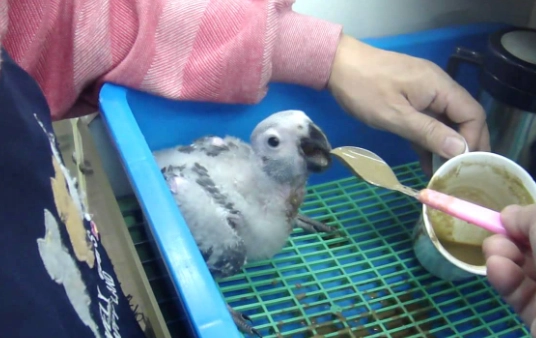 灰鸚鵡奶粉怎麼泡