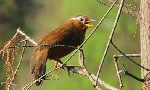 冬天餵鳥注意事項