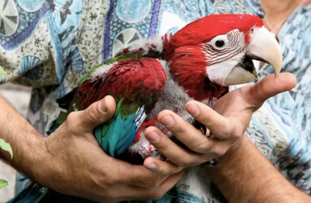 如何讓鸚鵡信任我