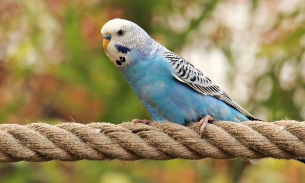 虎皮鸚鵡健康照顧