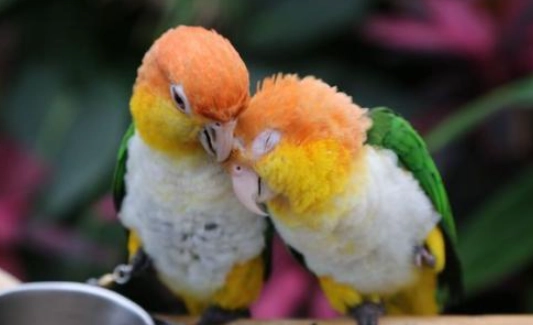 凱克鸚鵡怕冷嗎