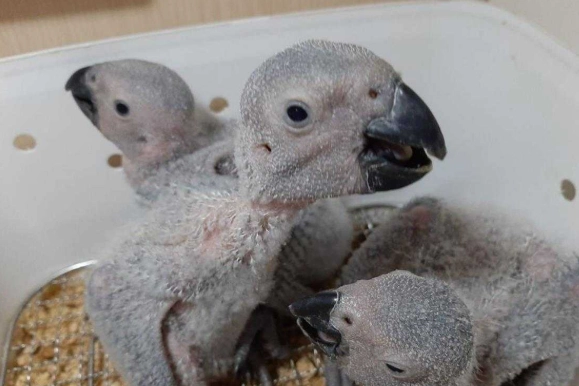 灰鸚鵡奶粉怎麼泡