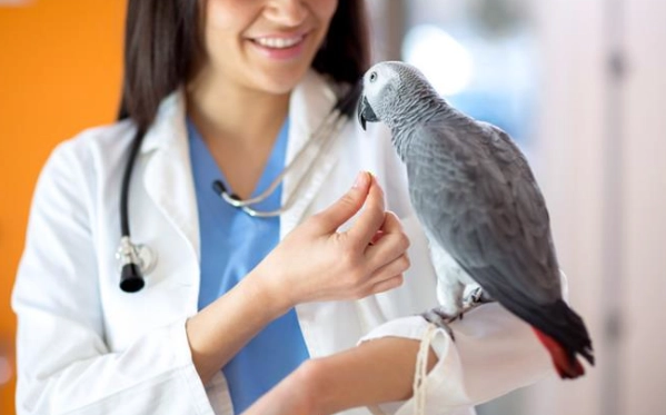 鸚鵡健檢價格