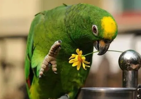 鸚鵡飼養方法