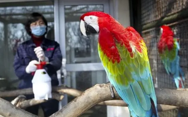 寵物鳥健康檢查