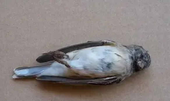 冬天餵鳥注意事項