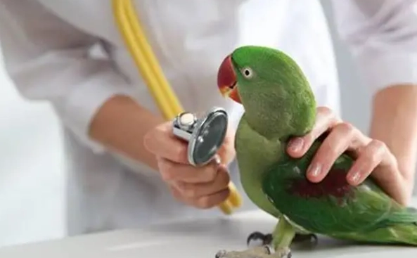 鳥類獸醫