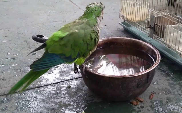鸚鵡洗澡方法