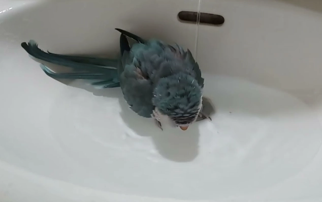 鸚鵡洗澡方法