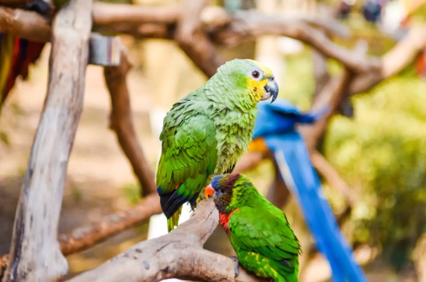 鸚鵡健康 鸚鵡健康
