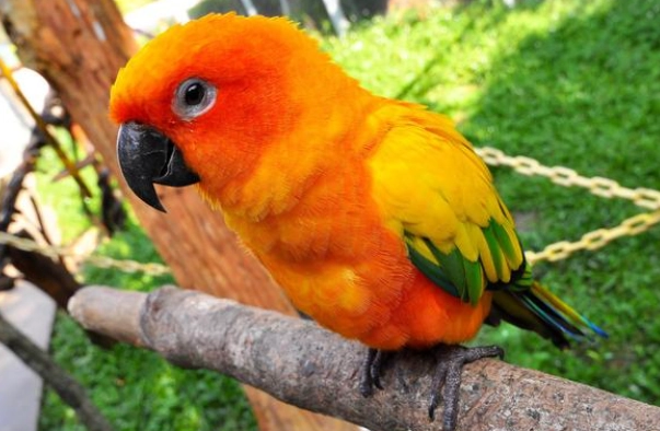 寵物鳥陽光需求 寵物鳥陽光需求