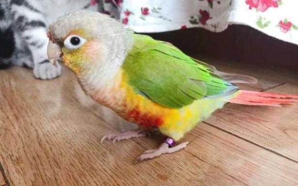 鸚鵡曬太陽時間