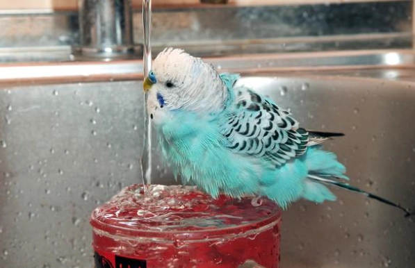 鳥類洗澡技巧 鳥類洗澡技巧