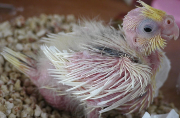 玄鳳幼鳥餵食 玄鳳幼鳥餵食